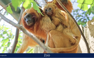 Nasce filhote de mico-leão-dourado no Zoo de Limeira