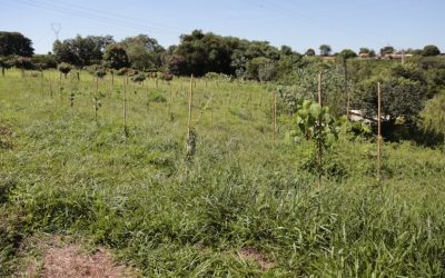 Parceria possibilita plantio de 690 árvores próximo a nascente na área rural