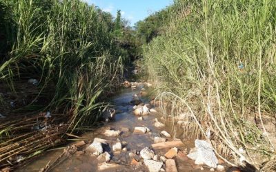 Homem é autuado por crime ambiental em Limeira