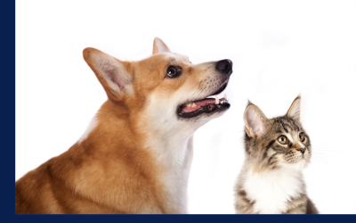 Programa de Castração atenderá 800 cães e gatos
