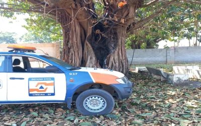 Prefeitura tentará recuperar figueira branca de 80 anos