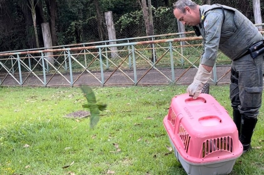 Após cuidados veterinários no Zoo, aves voltam à natureza