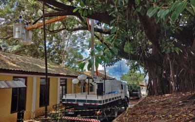 Centenária, seringueira na Praça do Museu agoniza e deverá ser removida