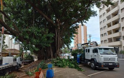 Rua 13 de Maio é interditada para serviço de poda