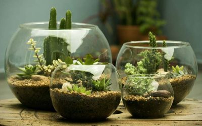 Inscrições abertas para oficineiros no ramo de jardinagem