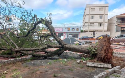 Vendaval derruba árvores e deixa outras com risco de queda na Praça Maria Buzolin