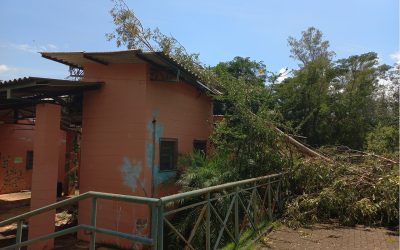 Vendaval atinge Horto Florestal e derruba árvores