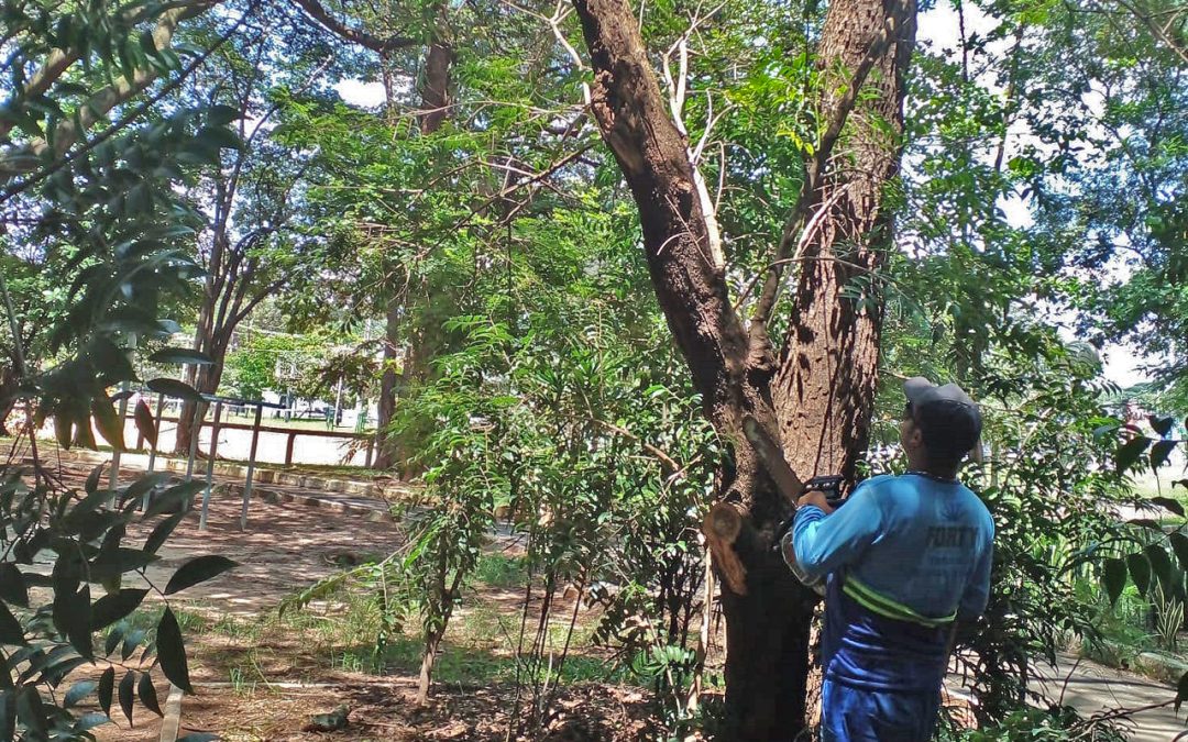 Meio Ambiente realiza vistoria em árvores localizadas em parques e praças
