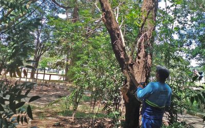 Meio Ambiente realiza vistoria em árvores localizadas em parques e praças