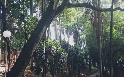 Bosque “Maria Thereza” permanece fechado; risco de queda de árvore é avaliado
