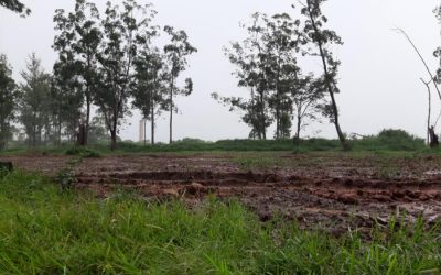 Prefeitura irá plantar eucaliptos para construção e restauração de pontes em áreas rurais