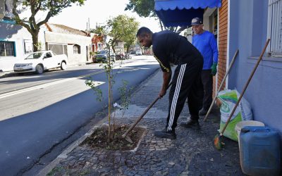 Frutíferas são as mais plantadas e enriquecem biodiversidade urbana