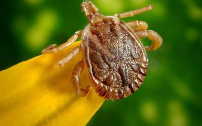 Limeira recebe confirmação de morte por febre maculosa; vítima foi atendida em Santa Bárbara