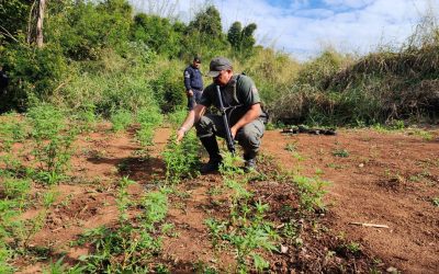 Pelotão Ambiental da GCM encontra 200 pés da planta Cannabis