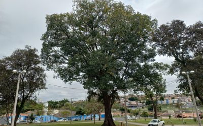 Após vandalismo, árvore jequitibá centenária no Cecap será removida