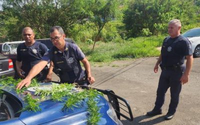 GCM apreende 15 pés de maconha na zona rural de Limeira