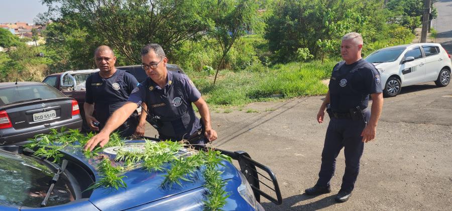 GCM apreende 15 pés de maconha na zona rural de Limeira