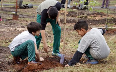 Aprovado projeto que institui programa Árvore da Vida na Câmara Municipal