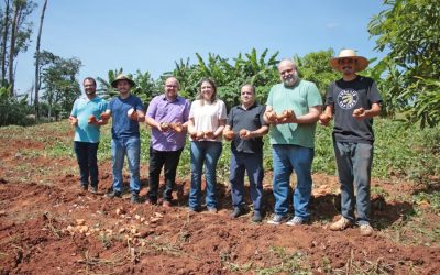Reeducandos colhem 1,2 tonelada de batata-doce; produção segue para Banco de Alimentos do Fundo Social