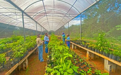 Viveiro de Mudas recebe melhorias; 15 mil mudas estão disponíveis para doação