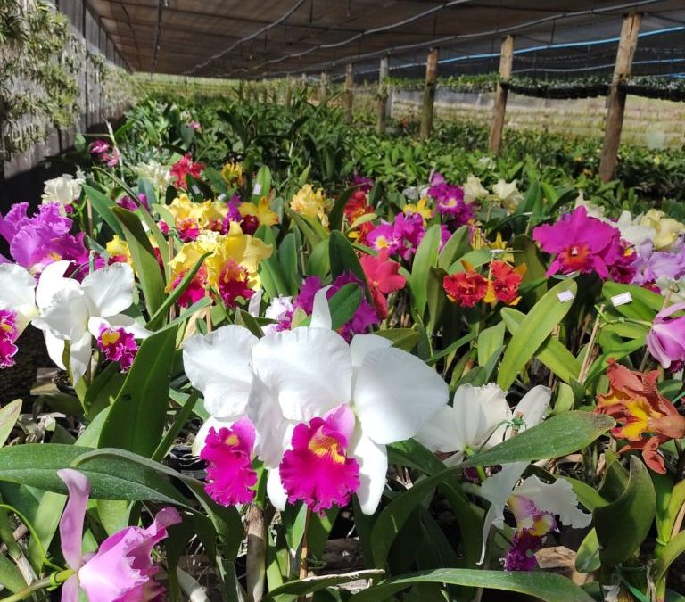 1ª Feira de Orquídeas agita o Pátio Limeira Shopping neste fim de semana