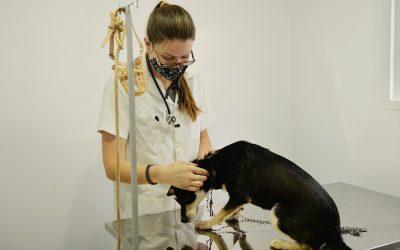 Secretaria oferece atendimento veterinário no Parque Cidade às segundas e sextas-feiras