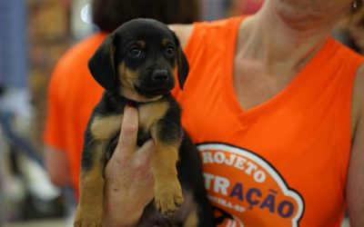 Pátio Limeira Shopping sedia evento de adoção de filhotes neste sábado