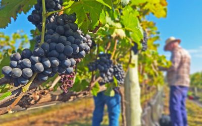 Com técnica inovadora, produtores cultivam uvas em Limeira