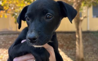 População pode adotar animais no Limeira Shopping, neste sábado (19)