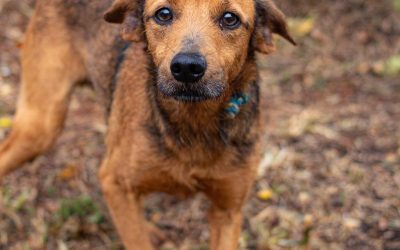 “Dia de Adocão” será realizado neste sábado no Limeira Shopping