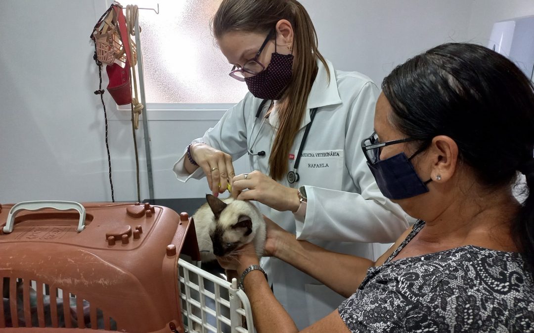 Após aprovação na Câmara, Limeira ganhará clínica veterinária gratuita em novembro