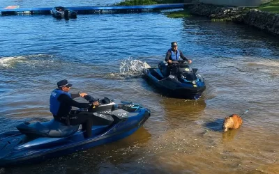 Capivara é morta com flechada na represa de Guarapiranga em SP