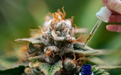 Cannabis Medicinal: da indicação médica ao tratamento